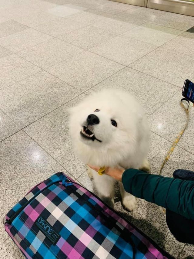 В аэропорту Сочи грузчики разбили переносную клетку с собакой (4 фото + видео)