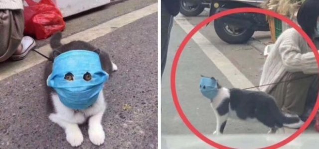 Кот, которого защитили от коронавируса маской, стал героем смешных фотожаб (16 фото)