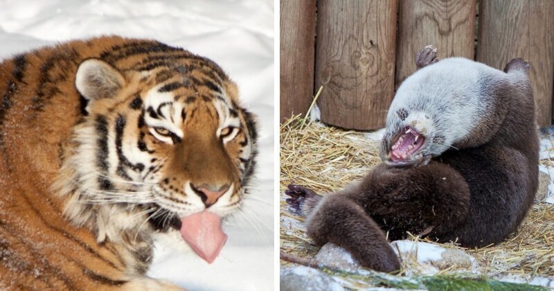 Челябинский зоопарк: неудачные фото животных (18 фото)