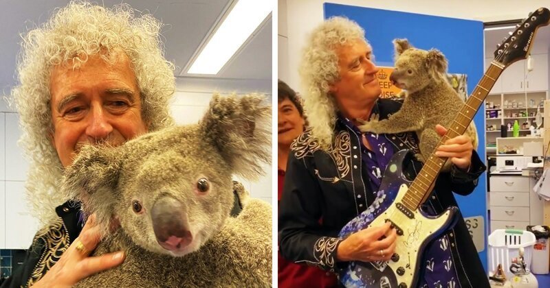 Гитарист Queen устроил концерт для спасённых от пожара коал (8 фото)