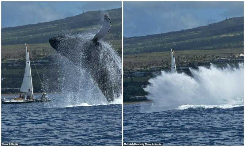 Гигантский кит выпрыгнул перед лодкой, чтобы предупредить людей (11 фото)