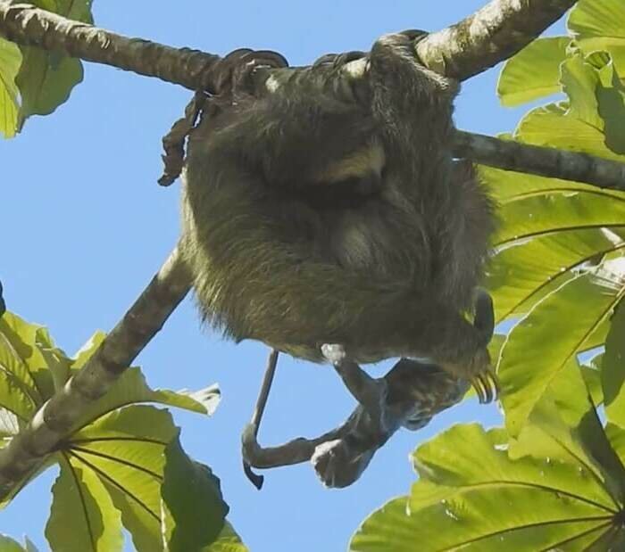 Удивительный момент: мама-ленивец родила малыша на дереве (4 фото + 1 видео)