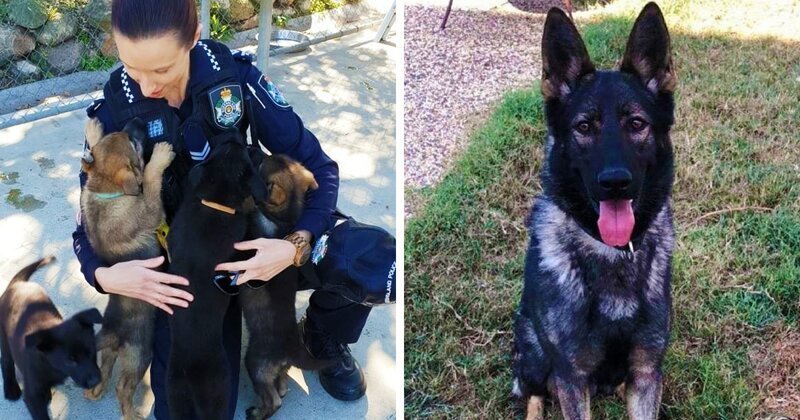Пёс оказался слишком добрым для работы в полиции (6 фото)