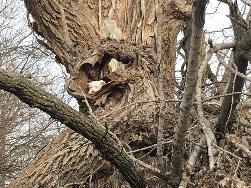 Собака забралась на дерево, а слезть не смогла (3 фото)