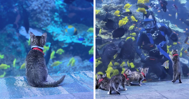 Мимимиметр взорвался! Котята и щенки гуляют по гигантскому аквариуму! (22 фото + 2 видео)