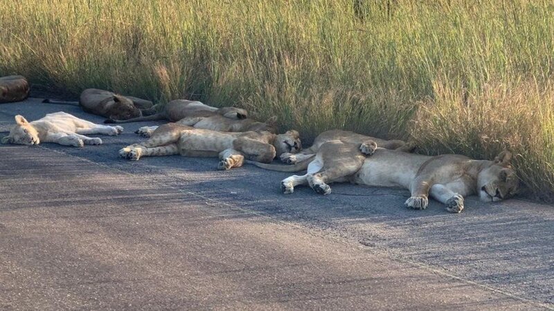 Львы вздремнули на дороге (4 фото)