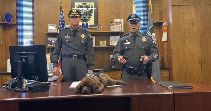Новоиспечённый сотрудник полиции проспал всю церемонию приведения к присяге (8 фото)