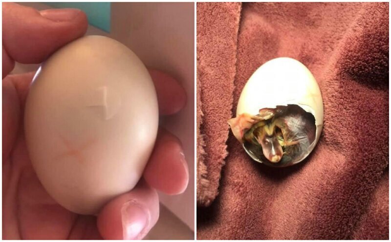 Женщина нашла яйцо в разоренном гнезде, и не смогла оставить его (15 фото)