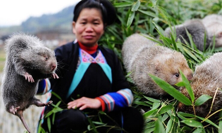 Как китайцы разводят бамбуковых крыс (12 фото + 2 видео)