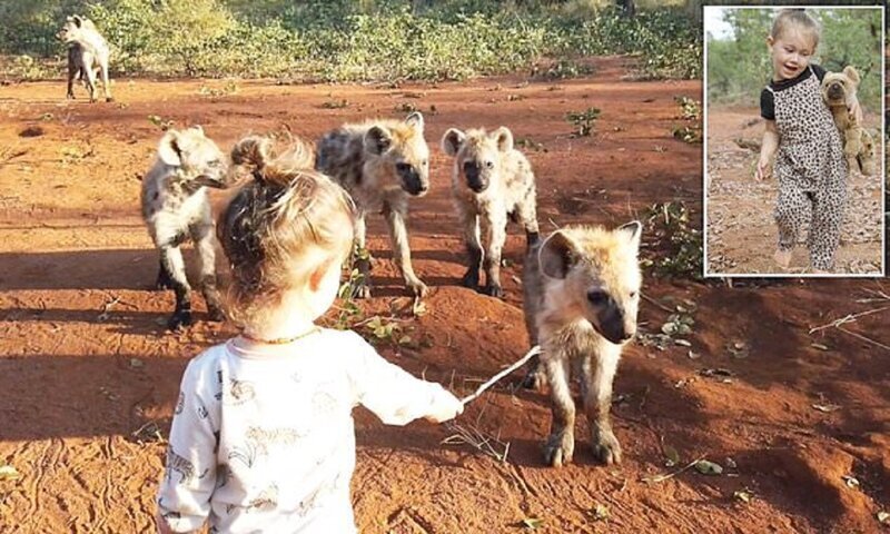 Двухлетняя девочка подружилась с семейством диких гиен (9 фото + 1 видео)