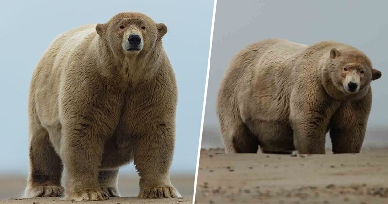 Раздобревший полярный медведь получил прозвище 
