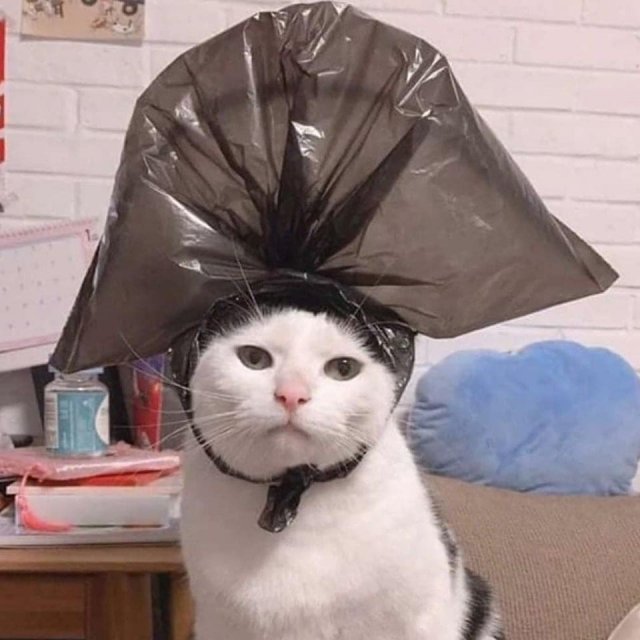 Хозяин сфотографировал своего кота с пакетом на голове и тот сразу стал целью фотошоперов (12 фото)
