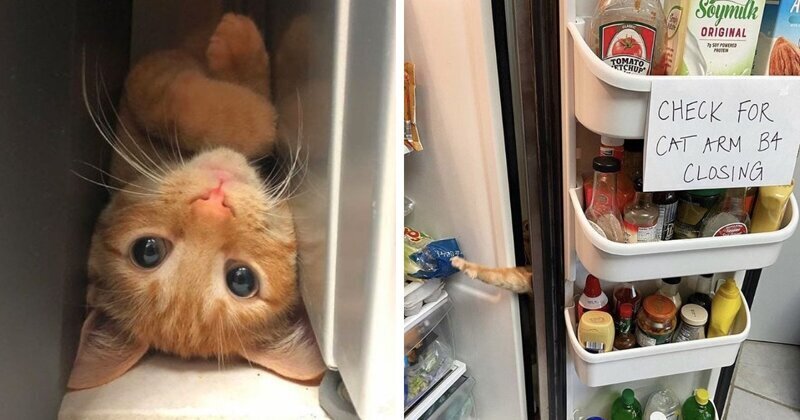 Проверь, нет ли кошачьей лапы, прежде чем закрывать холодильник! (10 фото)