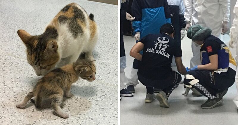 Кошка принесла своего котенка на медицинский осмотр в больницу (6 фото)