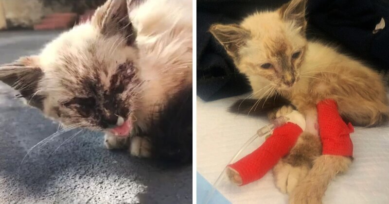 Котёнка спасли на улице и позже она превратилась в роскошную кошку (12 фото)