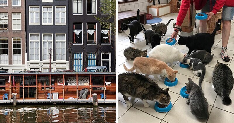 Плавучий Кошкин дом: одна из достопримечательностей Амстердама (11 фото)