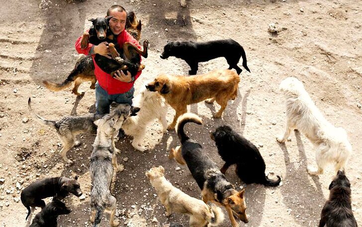 Китайский миллионер разорился из-за собак (13 фото)