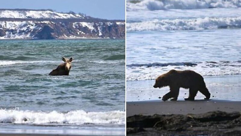 На Камчатке медведь погнался за купающимся в бухте лосем (5 фото + 2 видео)