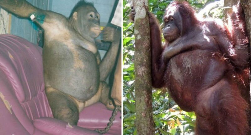 История орангутана Пони, которая 6 лет провела в сексуальном рабстве на острове Борнео (5 фото)