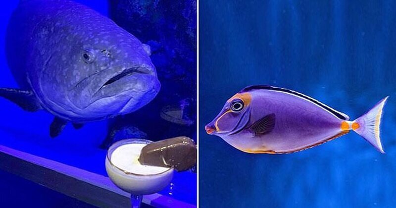 В поисках эмо: рыбы в австралийском аквариуме впали в депрессию (4 фото)
