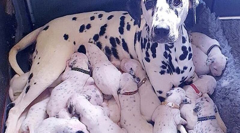 101 далматинец: собака родила в 2 раза больше щенков, чем полагается (5 фото)
