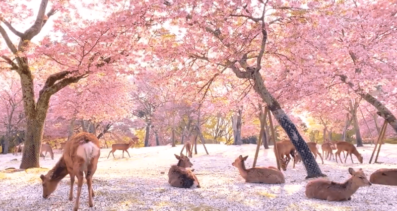 Сказочная сцена в парке, где олени наслаждались цветением сакуры (7 фото)