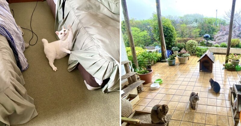 В этом отеле кошки сопровождают вас повсюду! (10 фото)