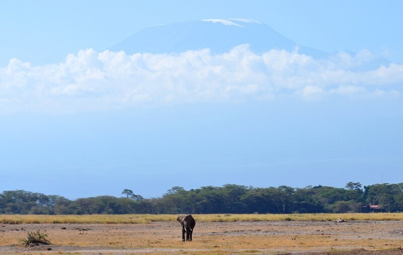 Национальный парк Амбосели. Животные на фоне Килиманджаро (28 фото)