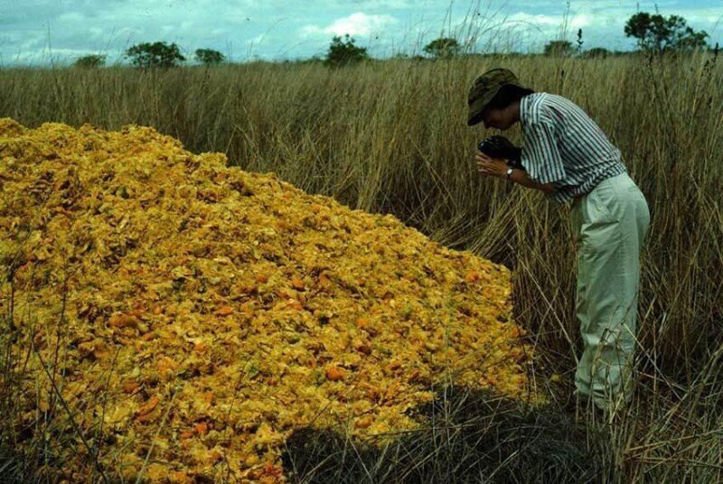 Как куча апельсиновых корок поменяла экосистему в Центральной Америке (6 фото)