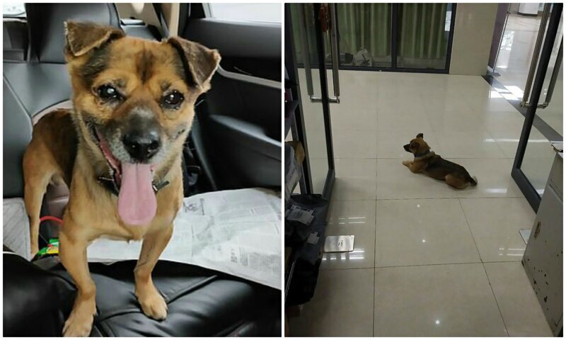 В Ухане собака три месяца ждала умершего от коронавируса хозяина (5 фото)
