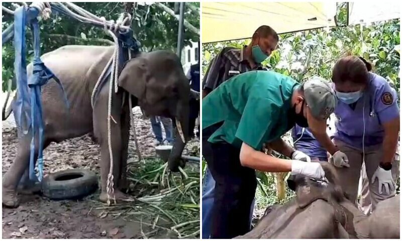 Люди, будьте людьми: тайский охотник выстрелил в слоненка, который забрел на его ферму (8 фото)