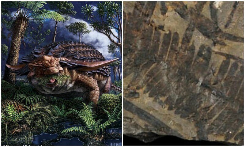 Ученые раскрыли, что древний панцирный динозавр съел перед смертью (8 фото)