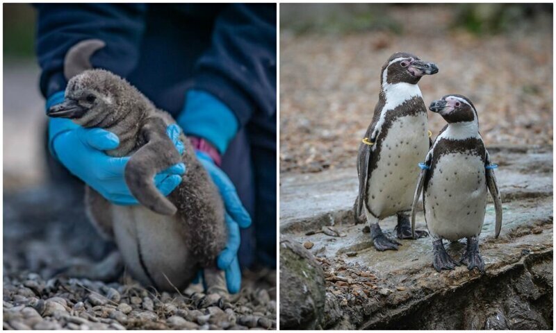Пингвины спасают британский зоопарк от разорения (13 фото)