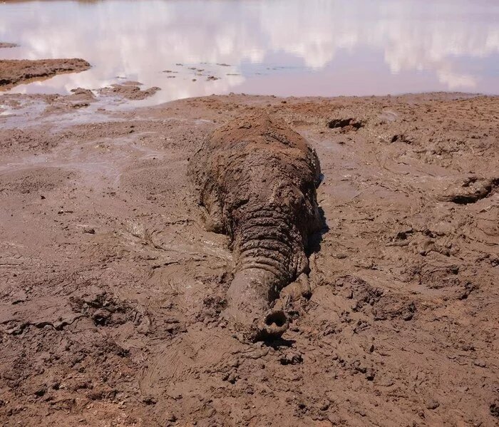 Спасение слоника из грязевой трясины (8 фото)
