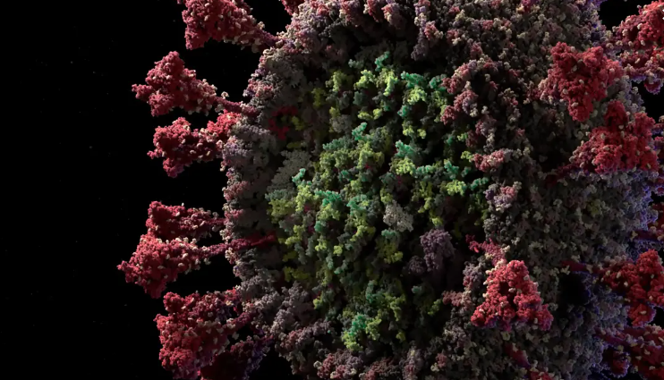 Рассмотрите коронавирус во всех подробностях! (1 фото + 2 видео)