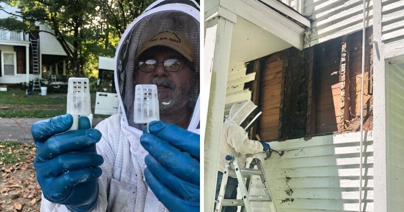 Мужчина нашел пчелиный улей высотой в два этажа (20 фото)