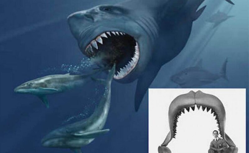 Челюсти: самые странные акулы в мире (9 фото)