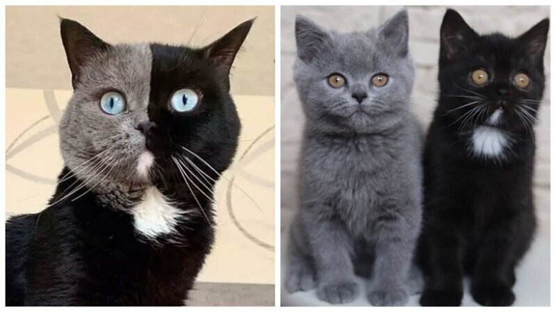 Кот с необычной черно-серой мордой стал отцом - и вот как выглядят его отпрыски (13 фото)