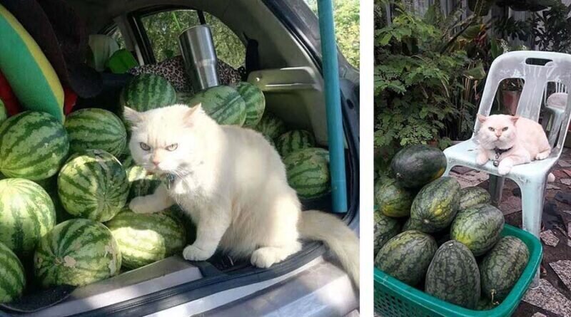 Сердитый кот-охранник с арбузной фермы (12 фото + 1 видео)