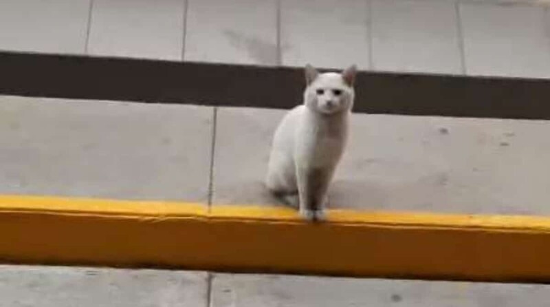 Одинокий белый кот каждый день приходил к магазину, садился у входа и чего-то ждал (3 фото + 1 видео)