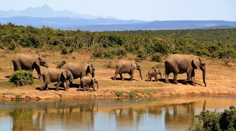 В Ботсване по неизвестной причине гибнут сотни слонов (1 фото)