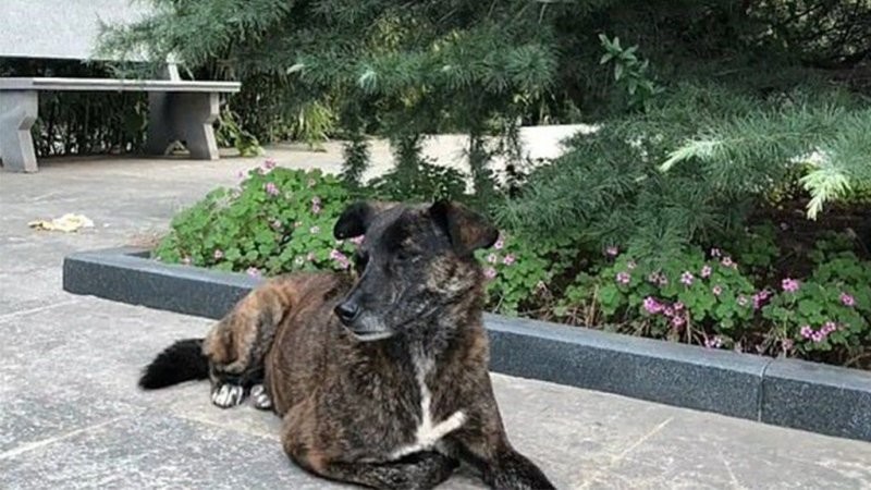Собака уже три года ждет бросившего ее хозяина (4 фото)