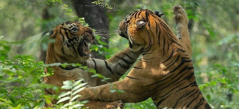 Тигры сразились в жестокой битве перед группой туристов (5 фото + 1 видео)