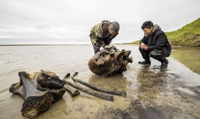 На Ямале нашли останки мамонта (7 фото)