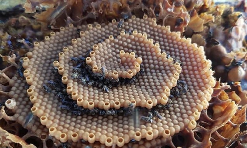 Ученые открыли сходство пчелиных ульев с кристаллами (7 фото)