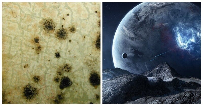 Чернобыльские грибы могут помочь астронавтам освоить космос (3 фото)