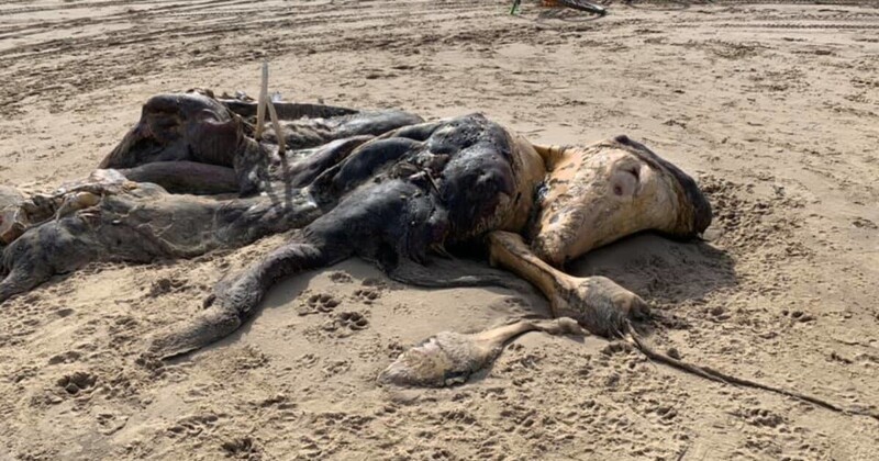 На британском пляже обнаружили тушу неопознанного существа с мехом и ластами (5 фото)