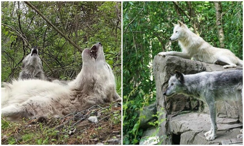 На камеру попали самые ленивые волки в мире (8 фото + 2 видео)