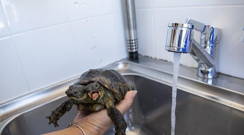 Двухглавая черепаха, которой скоро исполниться 23 года (5 фото)