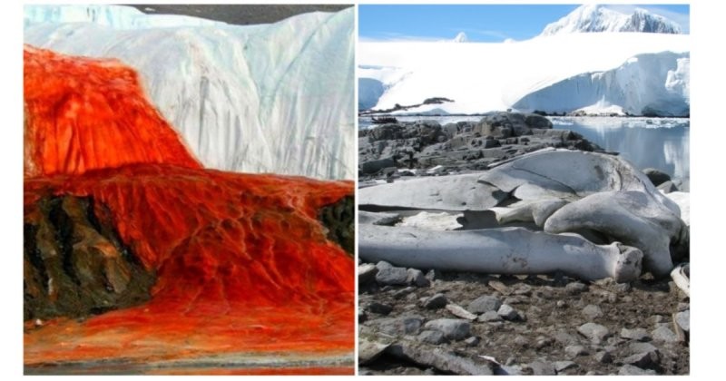 6 поразительных открытий в Антарктиде, о которых вы возможно не знали (8 фото)
